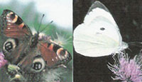 A peacock and large white butterfly - both on thistles