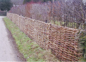 Hurdles used to protect a young hedge